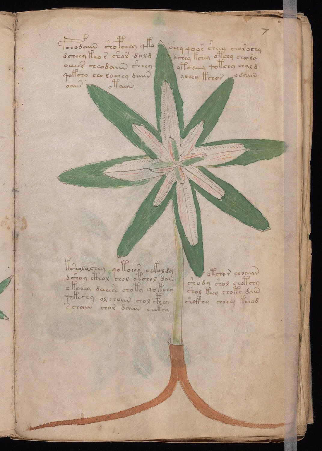 Herbal Page 13